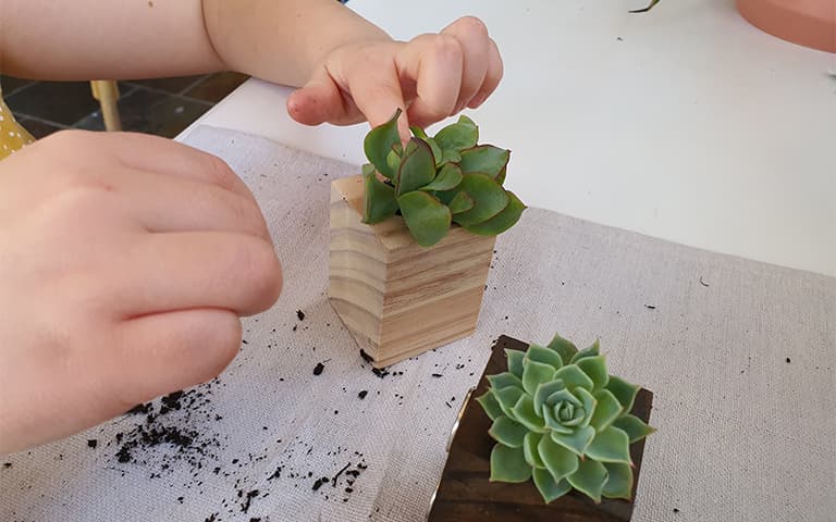 add the plant of your choice